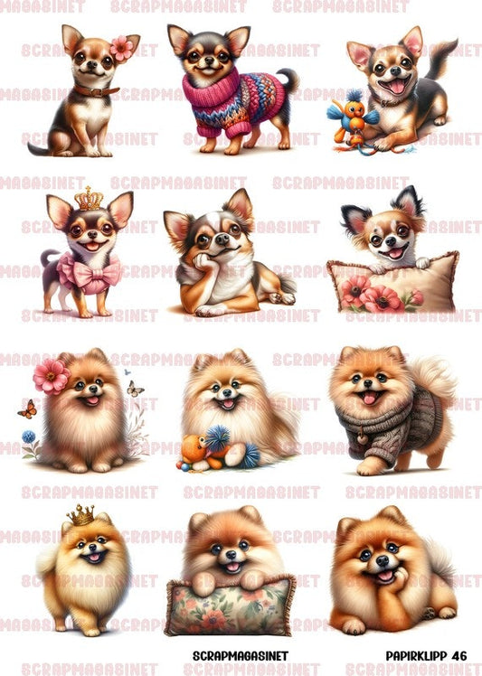 NYHET! Motivark/ klippark / papirklipp 46 - Pomeranian og chihuahua A4