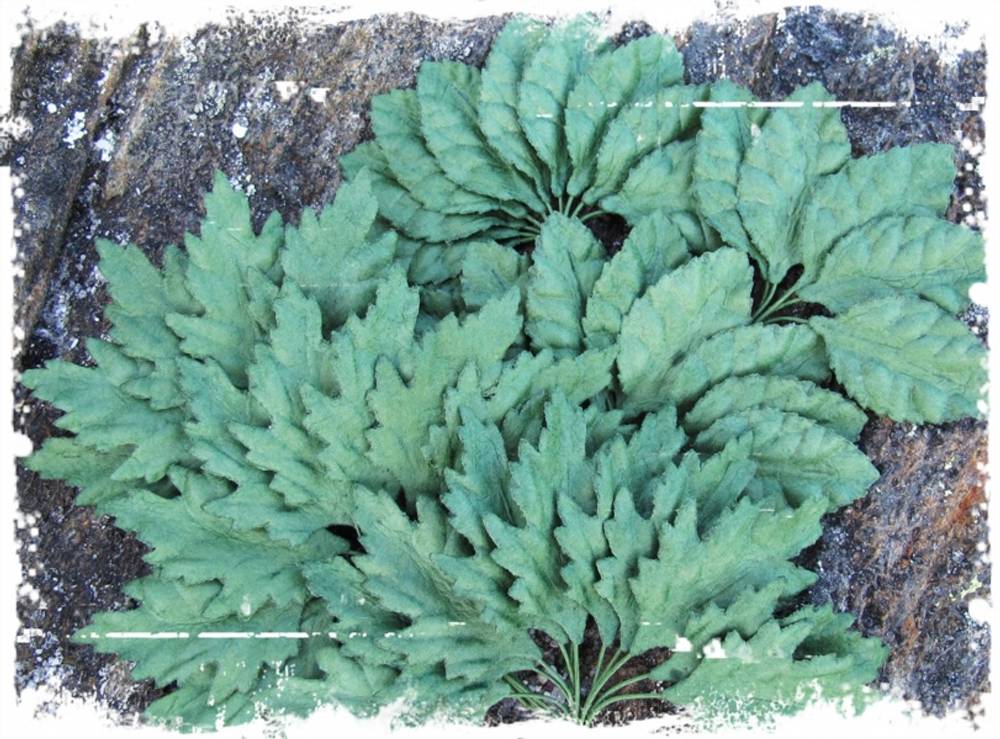 Papirdesign blomst blader grønne