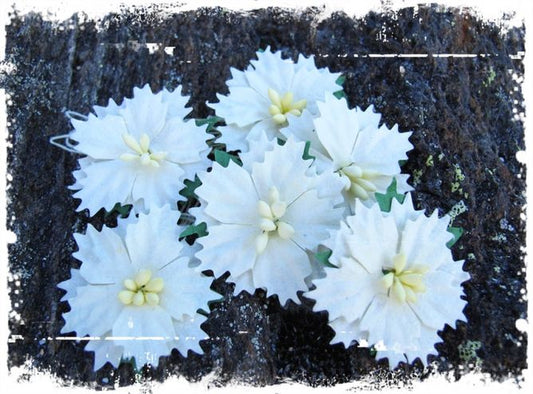 Julestjerne/juleblomst, hvit/kremhvit, Ø20mm