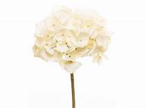 Blomst Hortensia Hvit 46cm